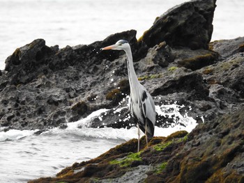 Grey Heron 城ヶ島公園 Sun, 1/12/2020