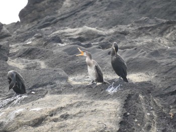 Japanese Cormorant 城ヶ島公園 Sun, 1/12/2020