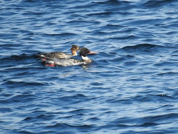 Red-breasted Merganser 城ヶ島公園 Sun, 1/12/2020