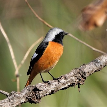 Daurian Redstart Ooaso Wild Bird Forest Park Fri, 1/24/2020