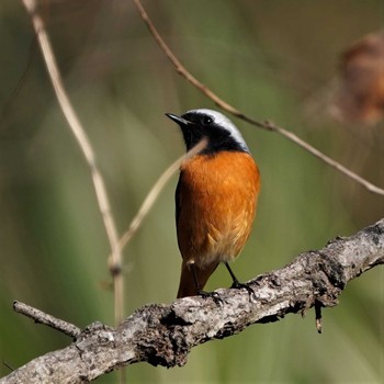 Daurian Redstart Ooaso Wild Bird Forest Park Fri, 1/24/2020