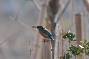 カワセミ 埼玉県川口市 2020年1月24日(金)