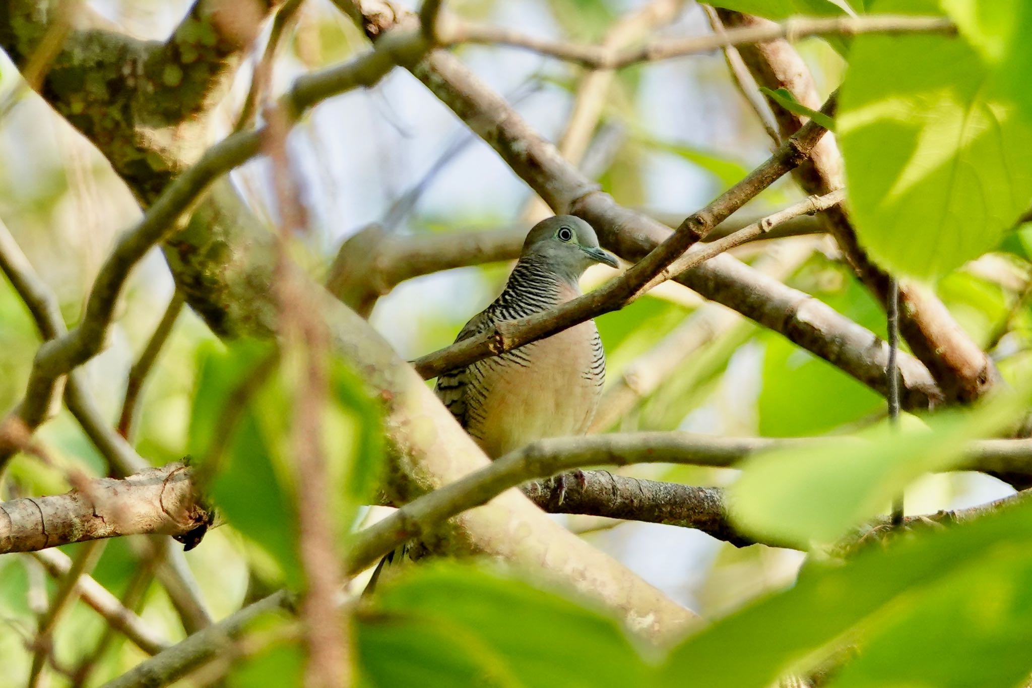 Photo of Zebra Dove at Gardens by the Bay (Singapore) by のどか