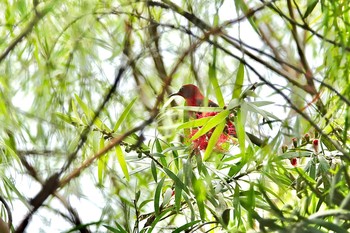 Crimson Sunbird Singapore Botanic Gardens Sat, 11/30/2019