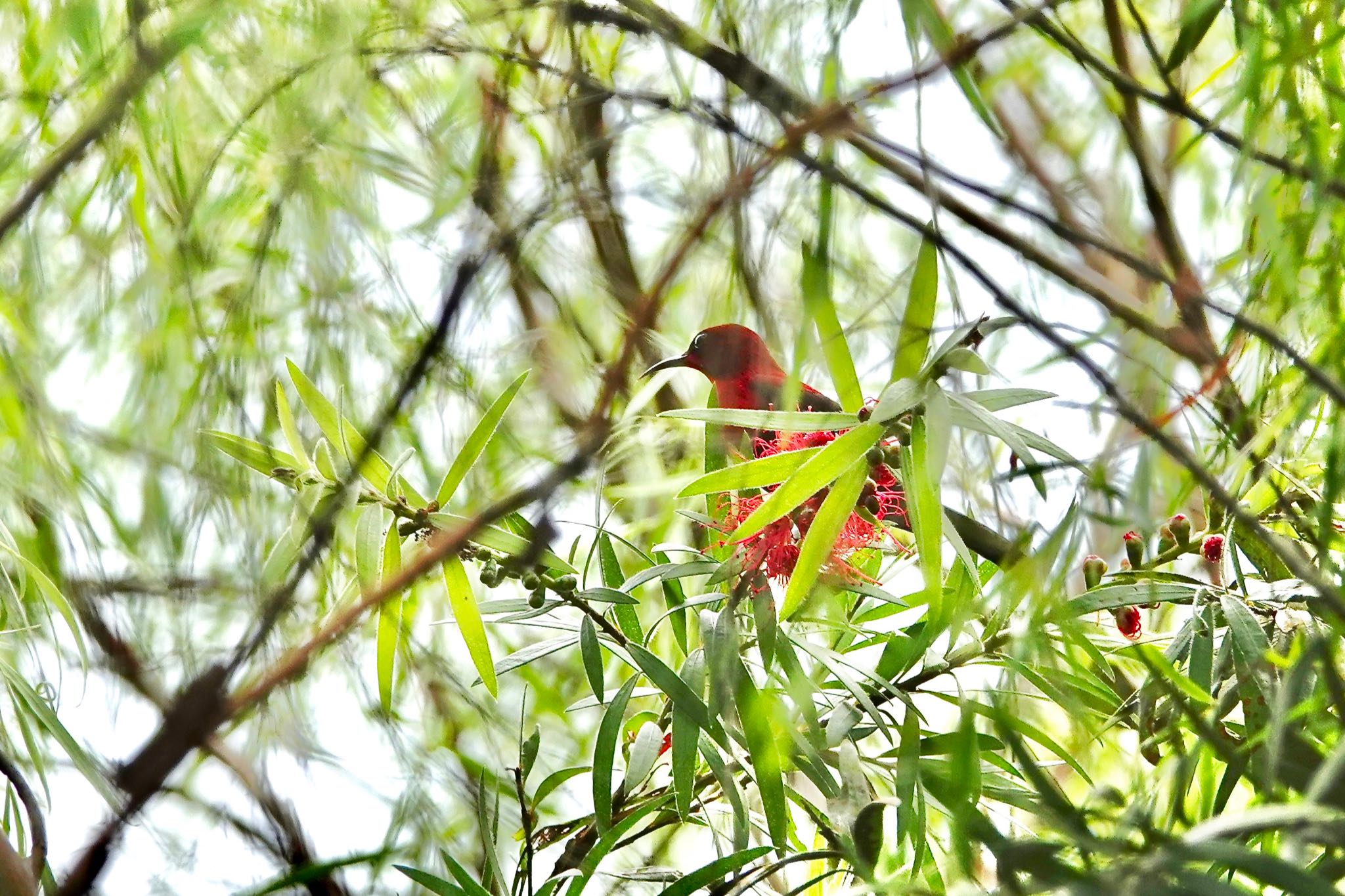 Photo of Crimson Sunbird at Singapore Botanic Gardens by のどか