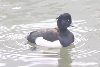 キンクロハジロ 都筑中央公園 2020年1月24日(金)