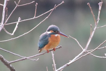 Common Kingfisher 都筑中央公園 Fri, 1/24/2020