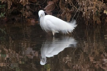 コサギ 都筑中央公園 2020年1月24日(金)