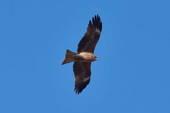 Black Kite 横田基地 Tue, 2/6/2018