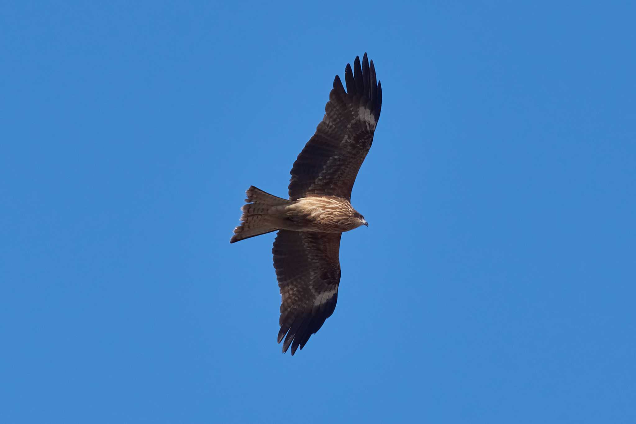 Photo of Black Kite at 横田基地 by Shinichi.JPN