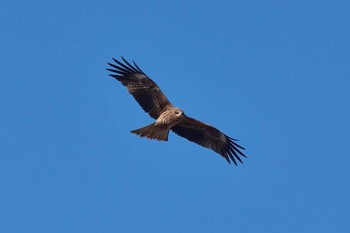 Black Kite 横田基地 Tue, 2/6/2018