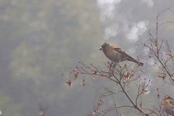 Brambling Kobe Forest Botanic Garden Thu, 1/23/2020