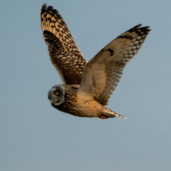 Short-eared Owl 埼玉県 Fri, 1/24/2020