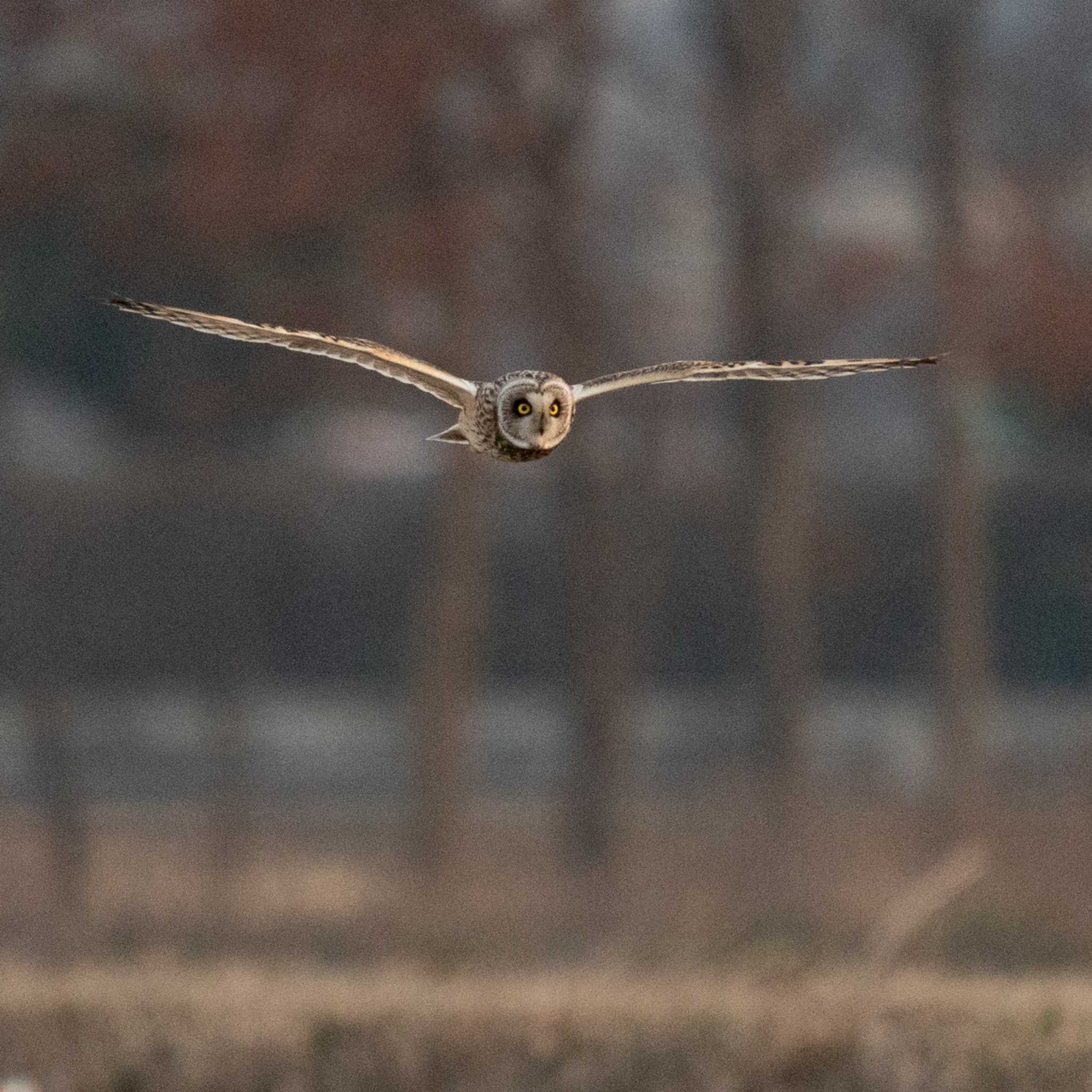 埼玉県 コミミズクの写真 by bow_wow.69chan