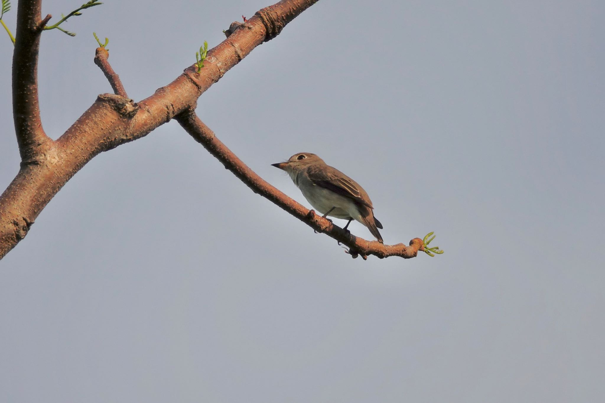 Photo of Asian Brown Flycatcher at Gardens by the Bay (Singapore) by のどか