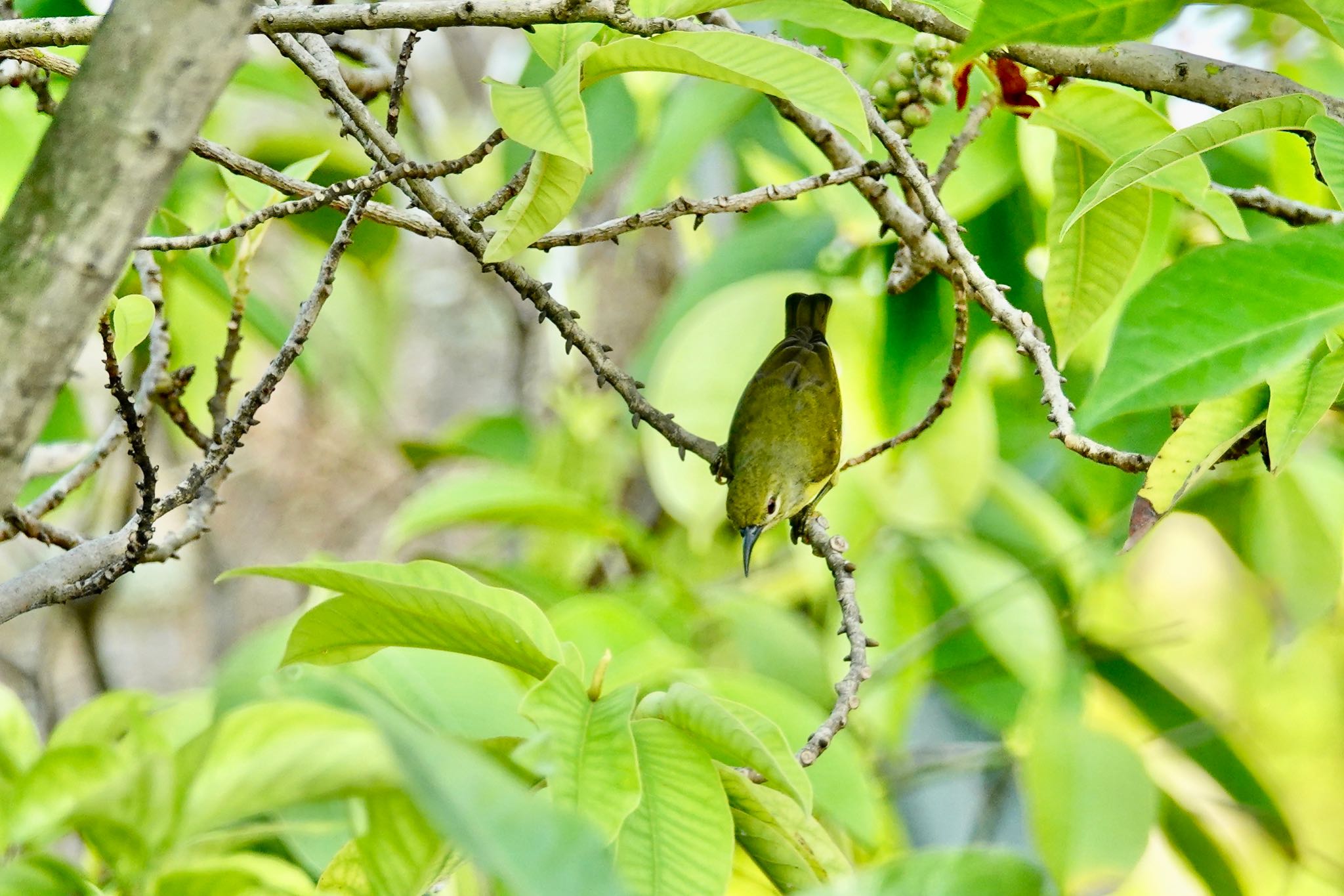 Ornate Sunbird