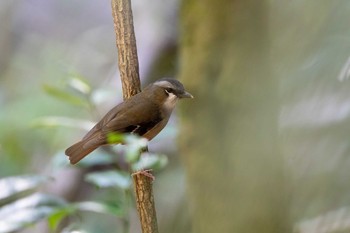 Grey-headed Robin Mt. Lewis Thu, 1/2/2020