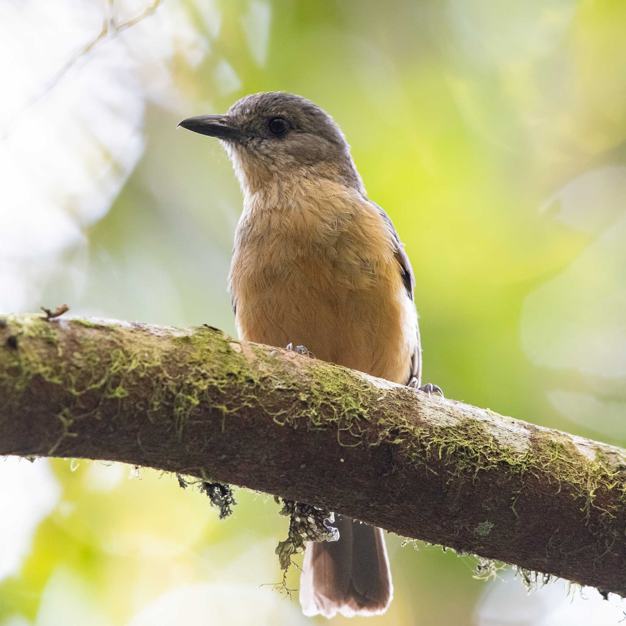 Photo of Bower's Shrikethrush at Mt. Lewis by Trio