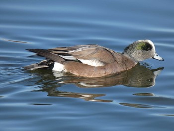 2020年1月19日(日) 大泉緑地の野鳥観察記録