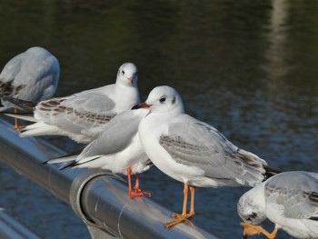 2020年1月13日(月) 大泉緑地の野鳥観察記録