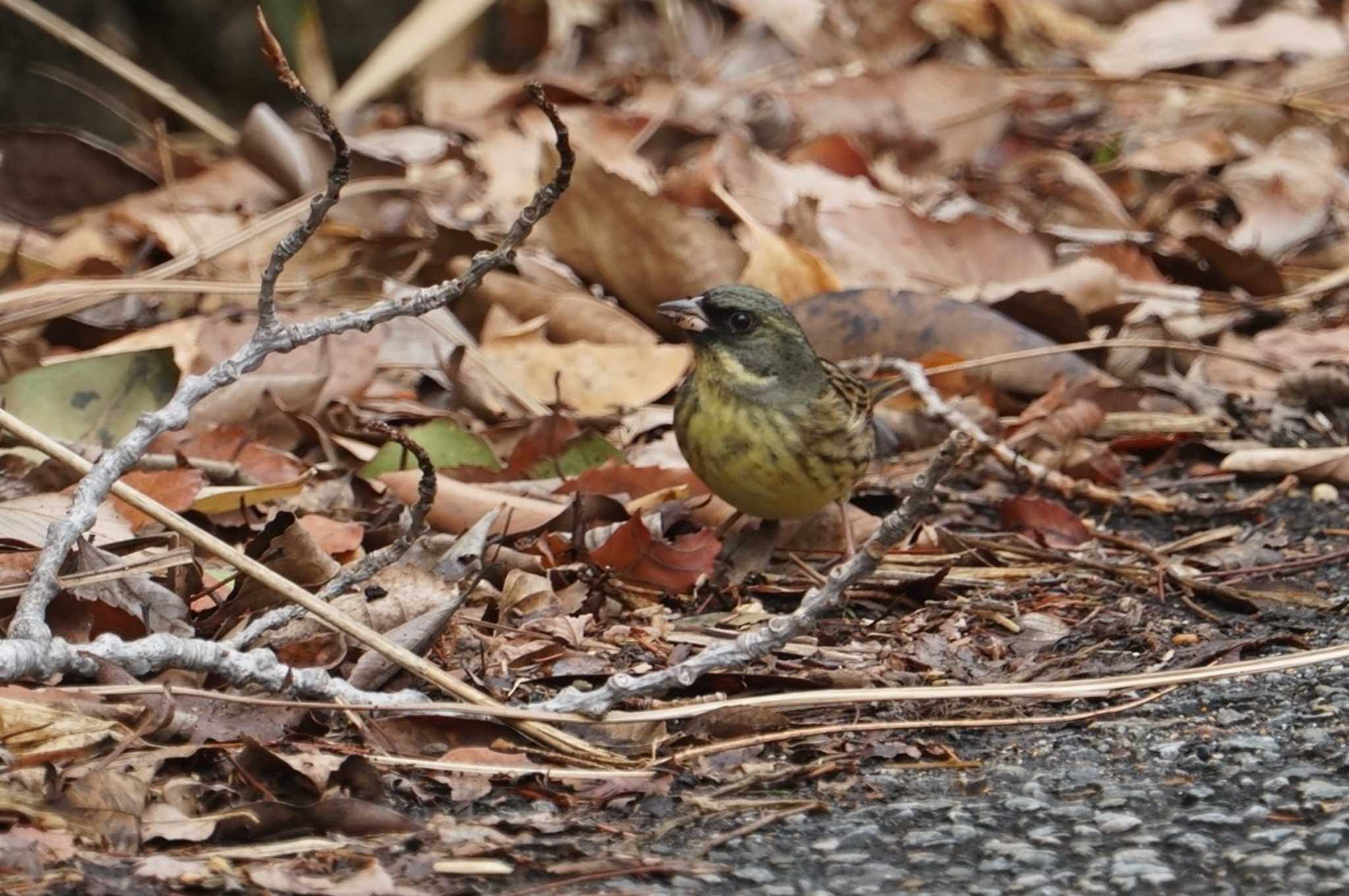 Masked Bunting