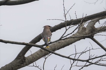 2020年1月24日(金) 甲山森林公園の野鳥観察記録