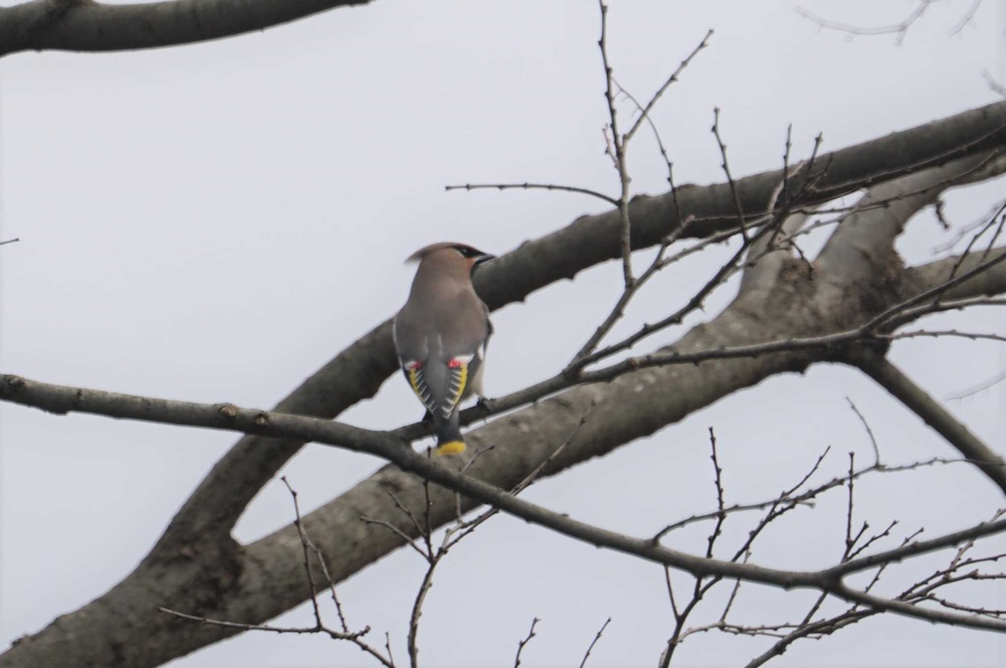 Bohemian Waxwing