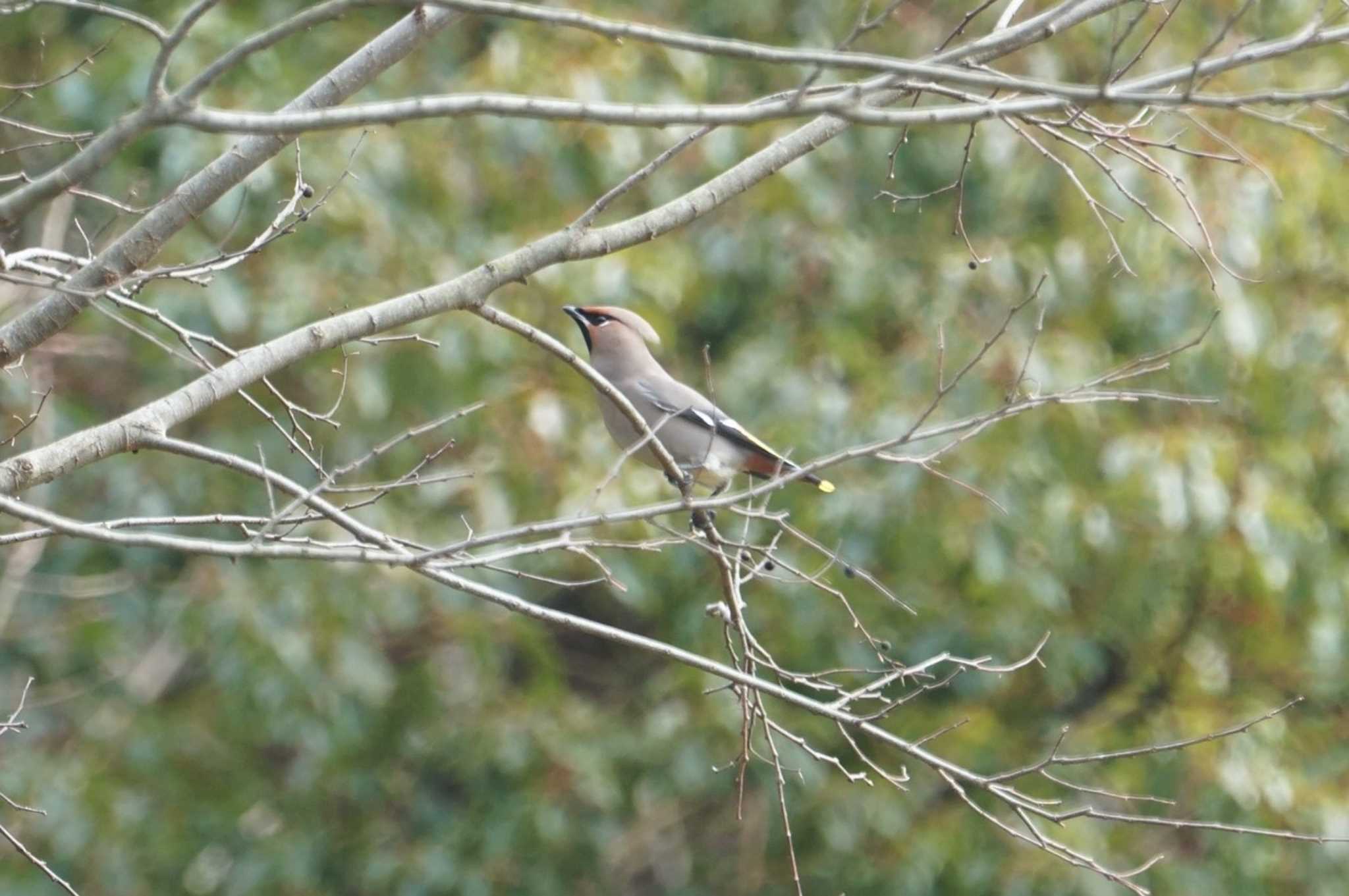 Photo of Bohemian Waxwing at 甲山森林公園 by マル