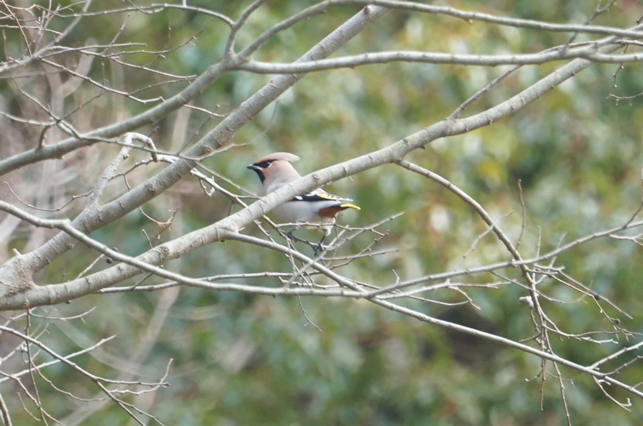 Bohemian Waxwing