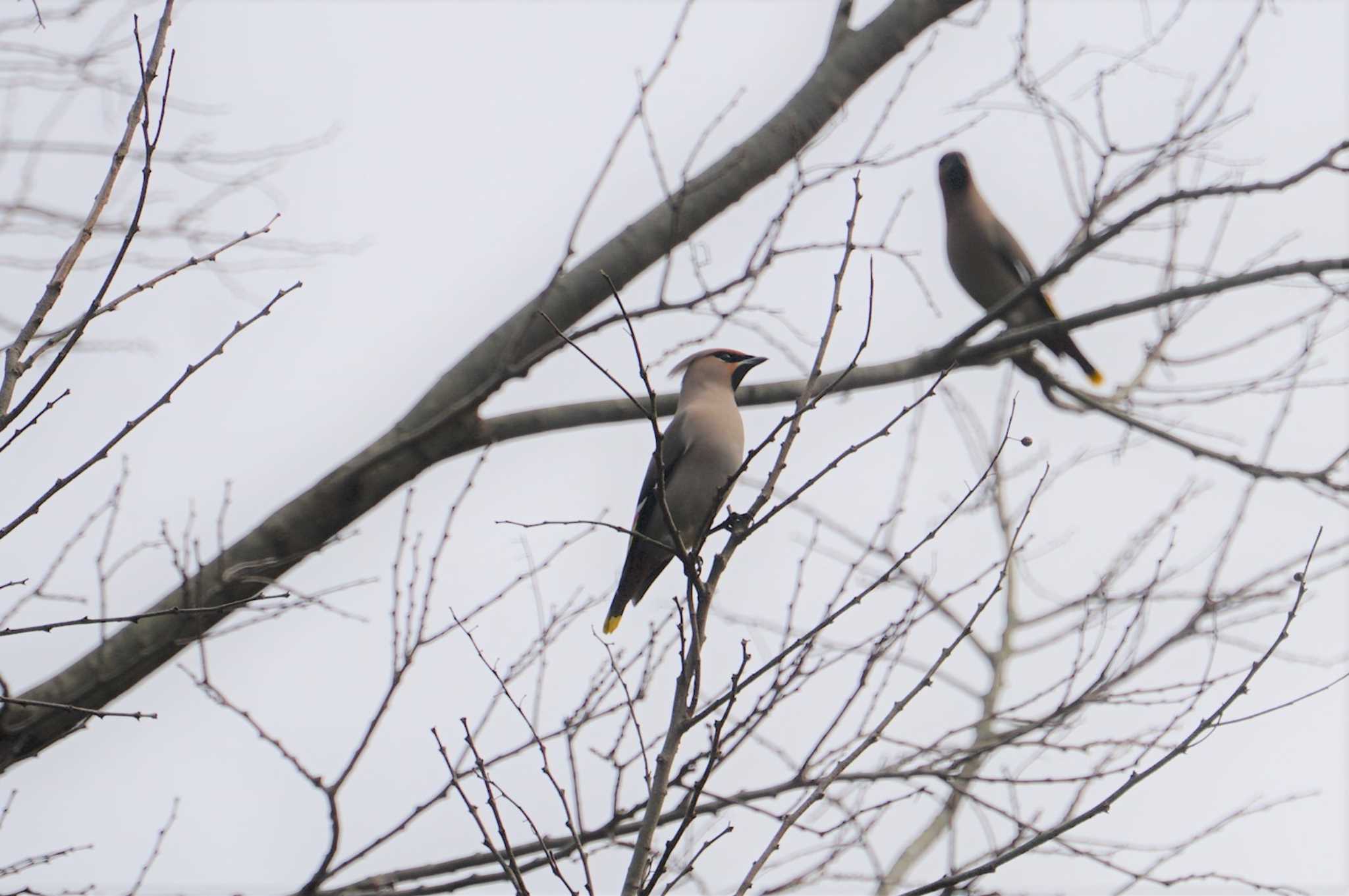 Bohemian Waxwing