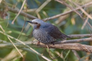 Brown-eared Bulbul 桜が丘公園 Sun, 2/4/2018