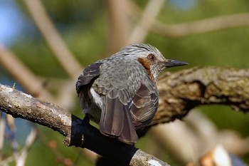 Brown-eared Bulbul Machida Yakushiike Park Sun, 1/21/2018