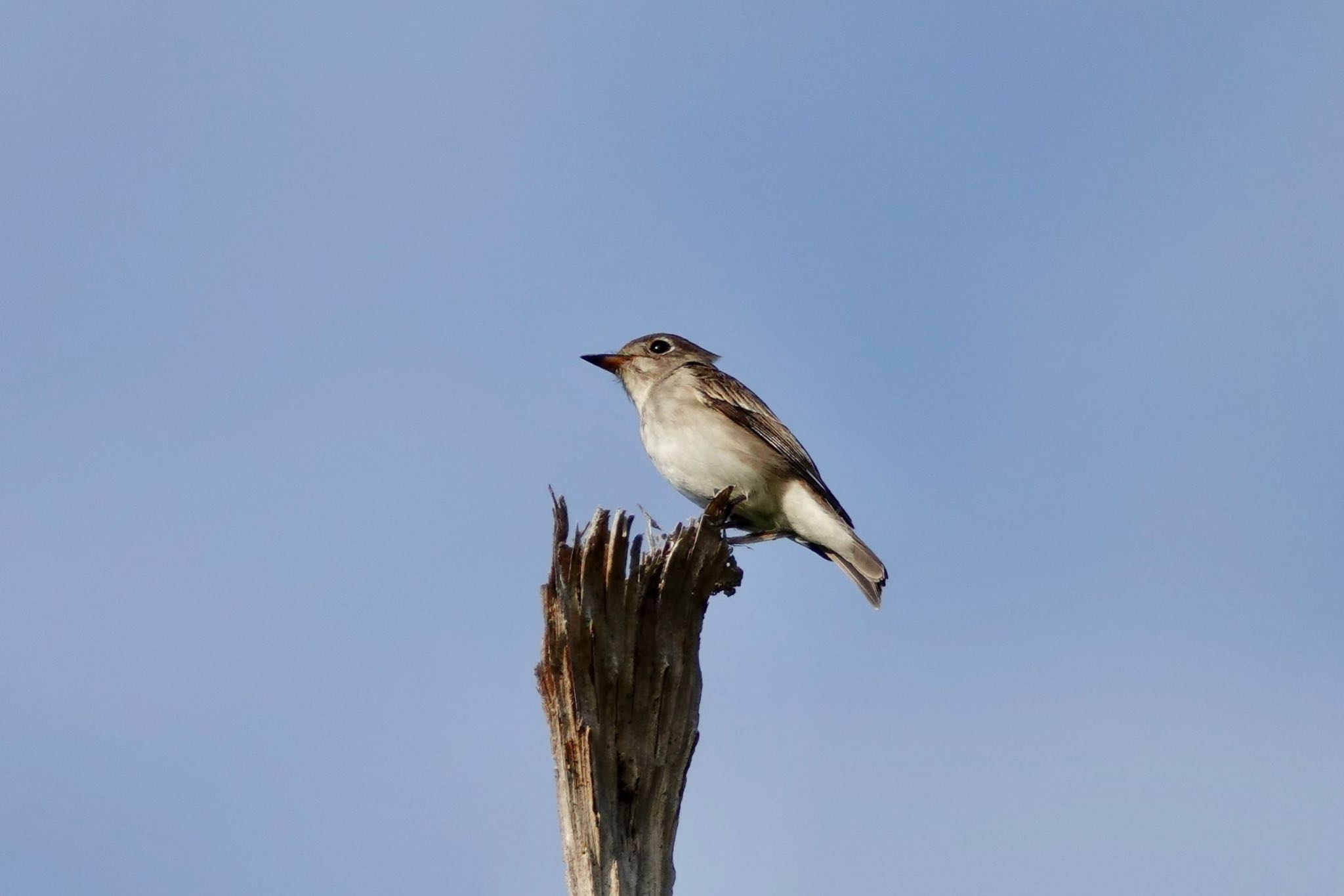 Asian Brown Flycatcher