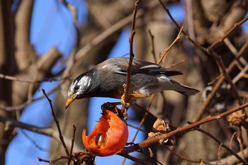 White-cheeked Starling 東京都三鷹市 Wed, 12/13/2017