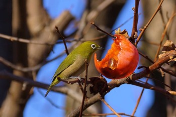 Warbling White-eye 東京都三鷹市 Wed, 12/13/2017