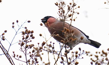 Eurasian Bullfinch(rosacea) 東京都多摩地域 Fri, 1/24/2020