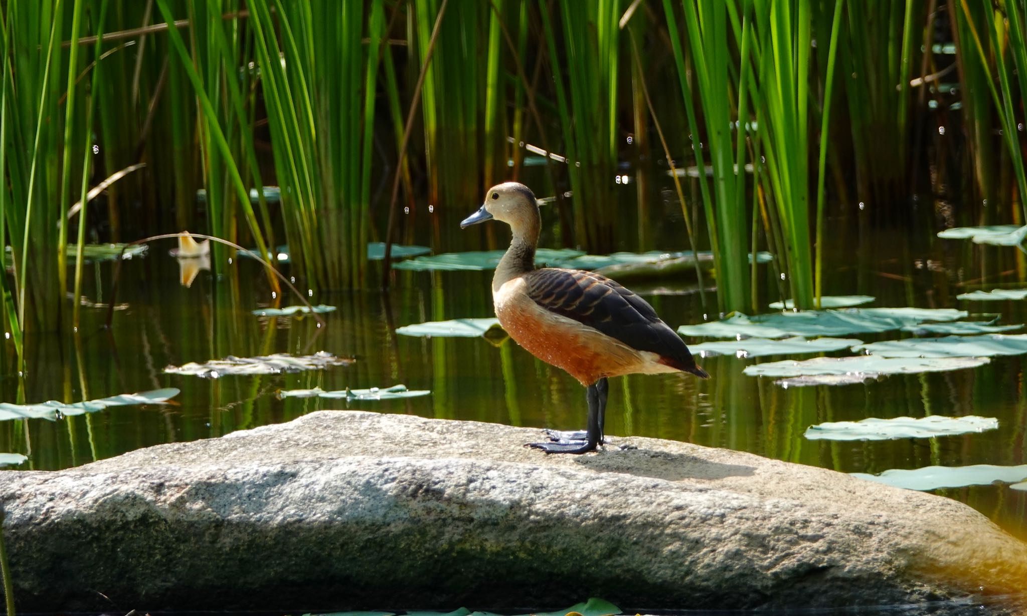 Lesser Whistling Duck