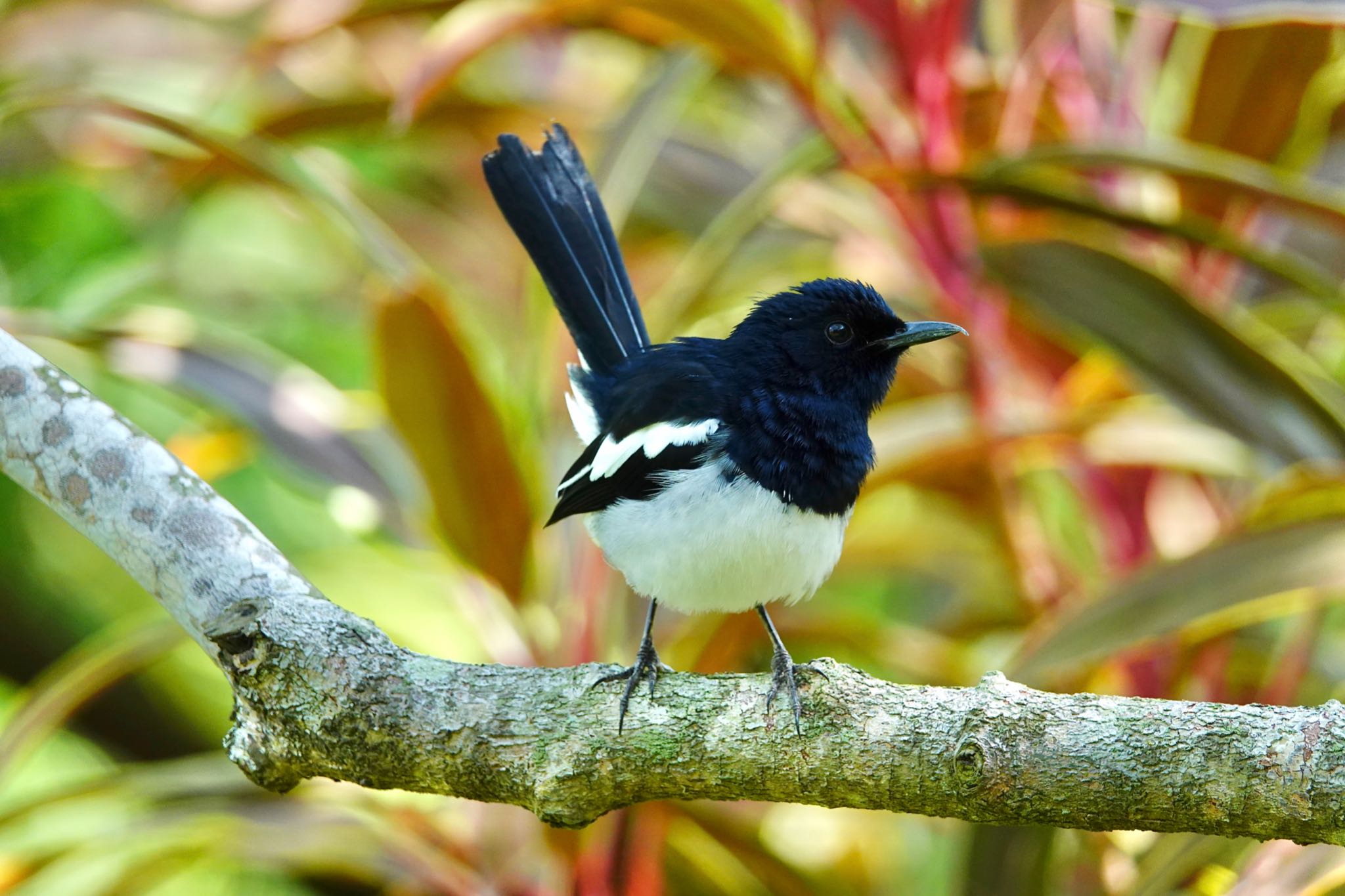 Photo of Oriental Magpie-Robin at Gardens by the Bay (Singapore) by のどか