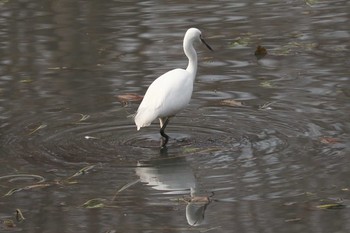 2020年1月24日(金) 三ツ池公園(横浜市鶴見区)の野鳥観察記録