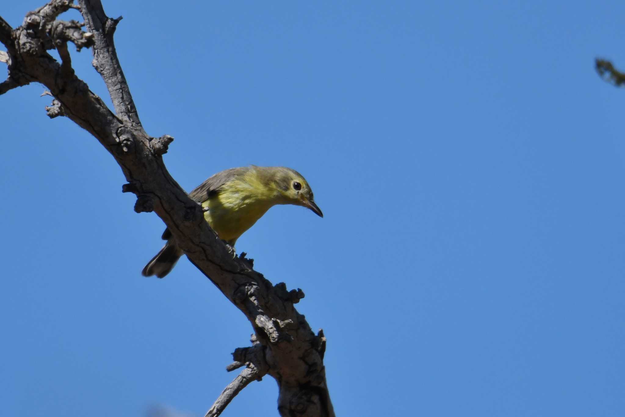 White-throated Gerygone