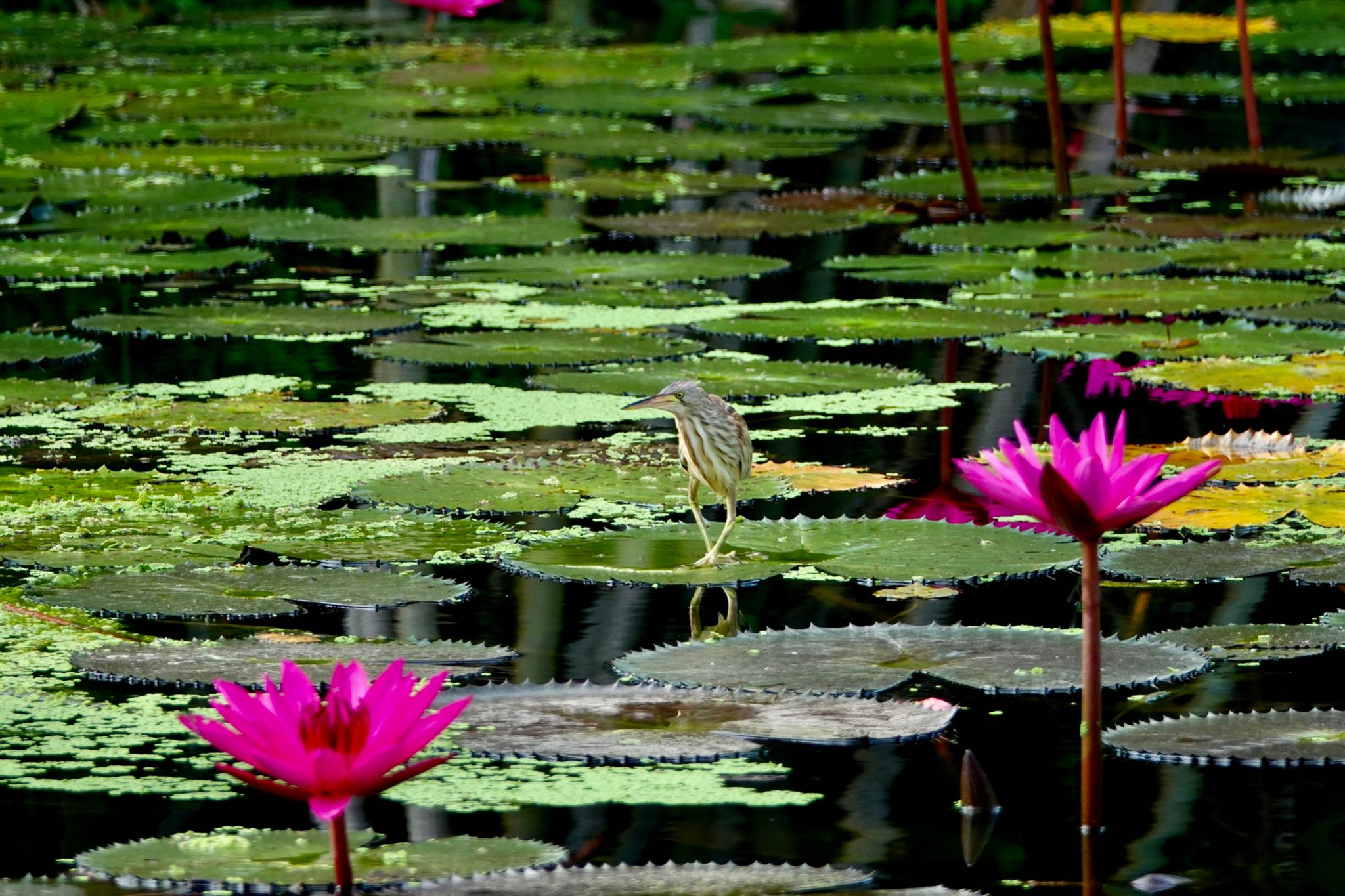 Yellow Bittern