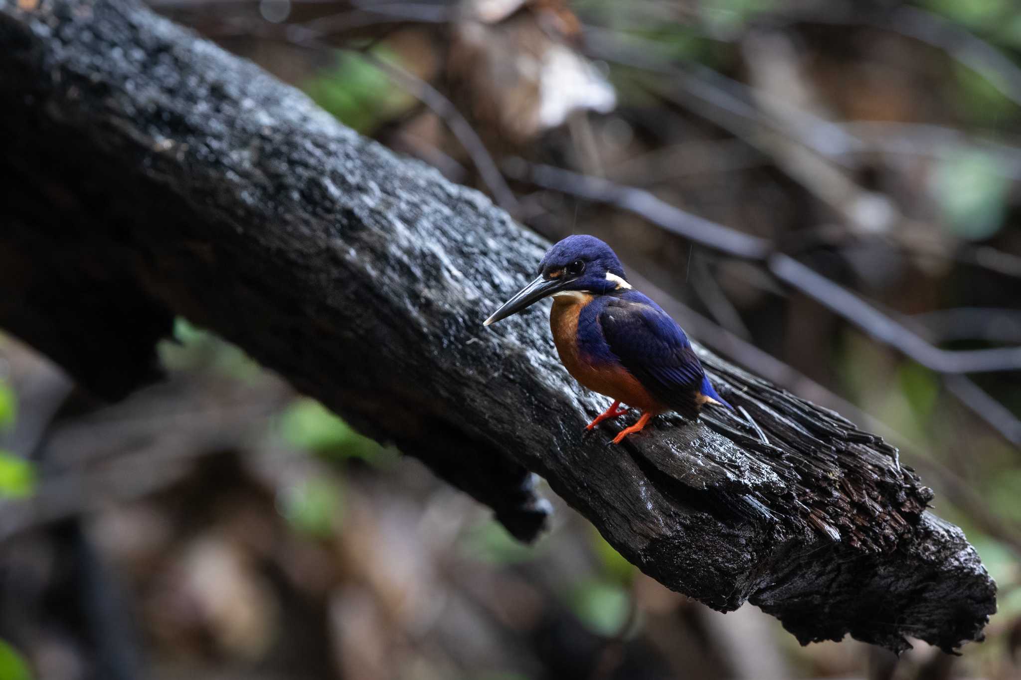 Kingfisher Park Lodge ルリミツユビカワセミの写真 by Trio