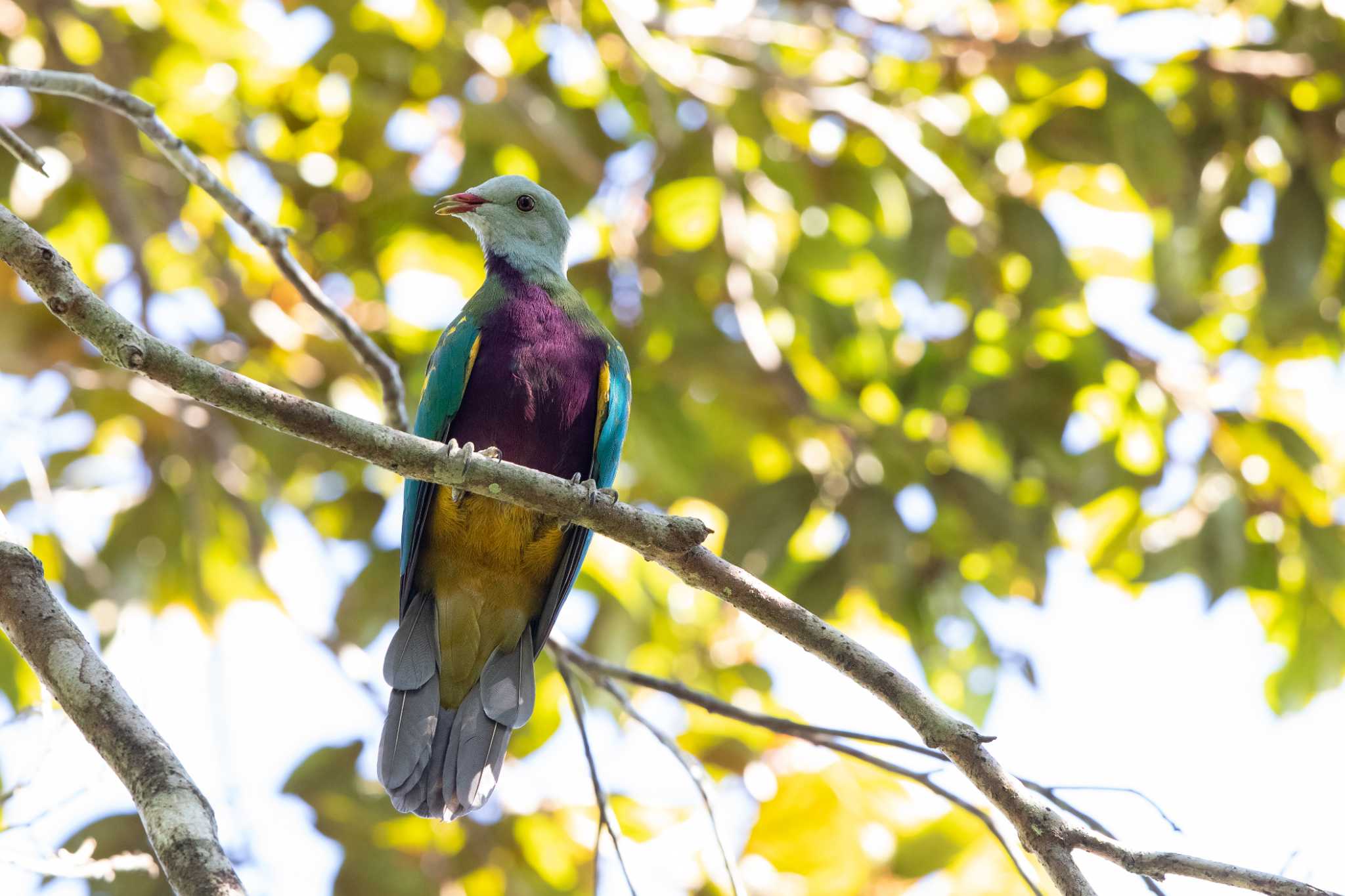 Photo of Wompoo Fruit Dove at Mt. Lewis by Trio