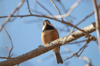 Varied Tit 市民鹿島台いこいの森 Sat, 1/25/2020