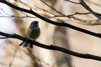 Red-flanked Bluetail 市民鹿島台いこいの森 Sat, 1/25/2020