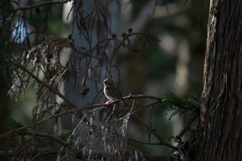 2020年1月25日(土) 市民鹿島台いこいの森の野鳥観察記録