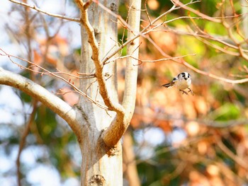 2020年1月25日(土) 東京都世田谷区の野鳥観察記録