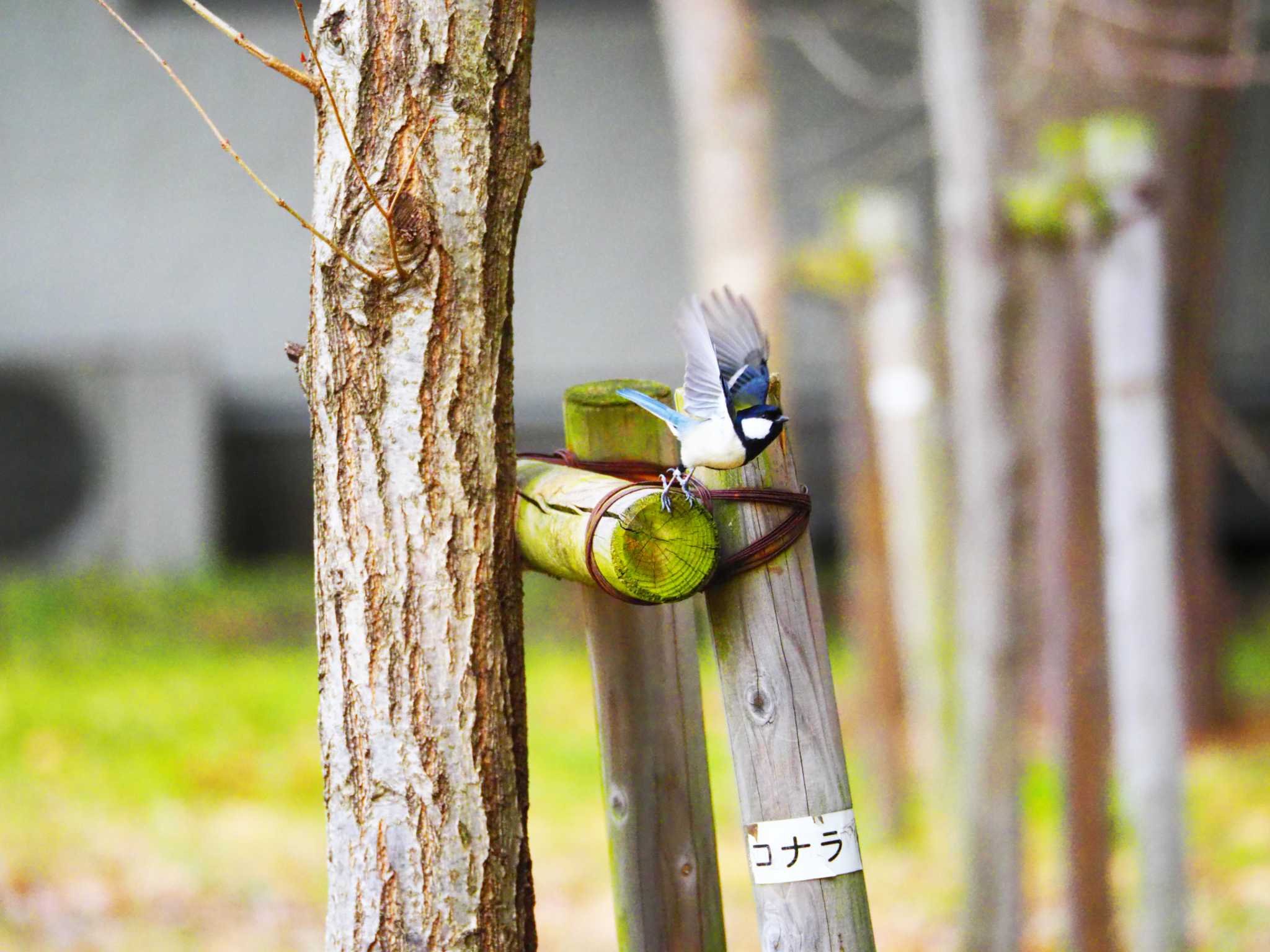 シジュウカラ