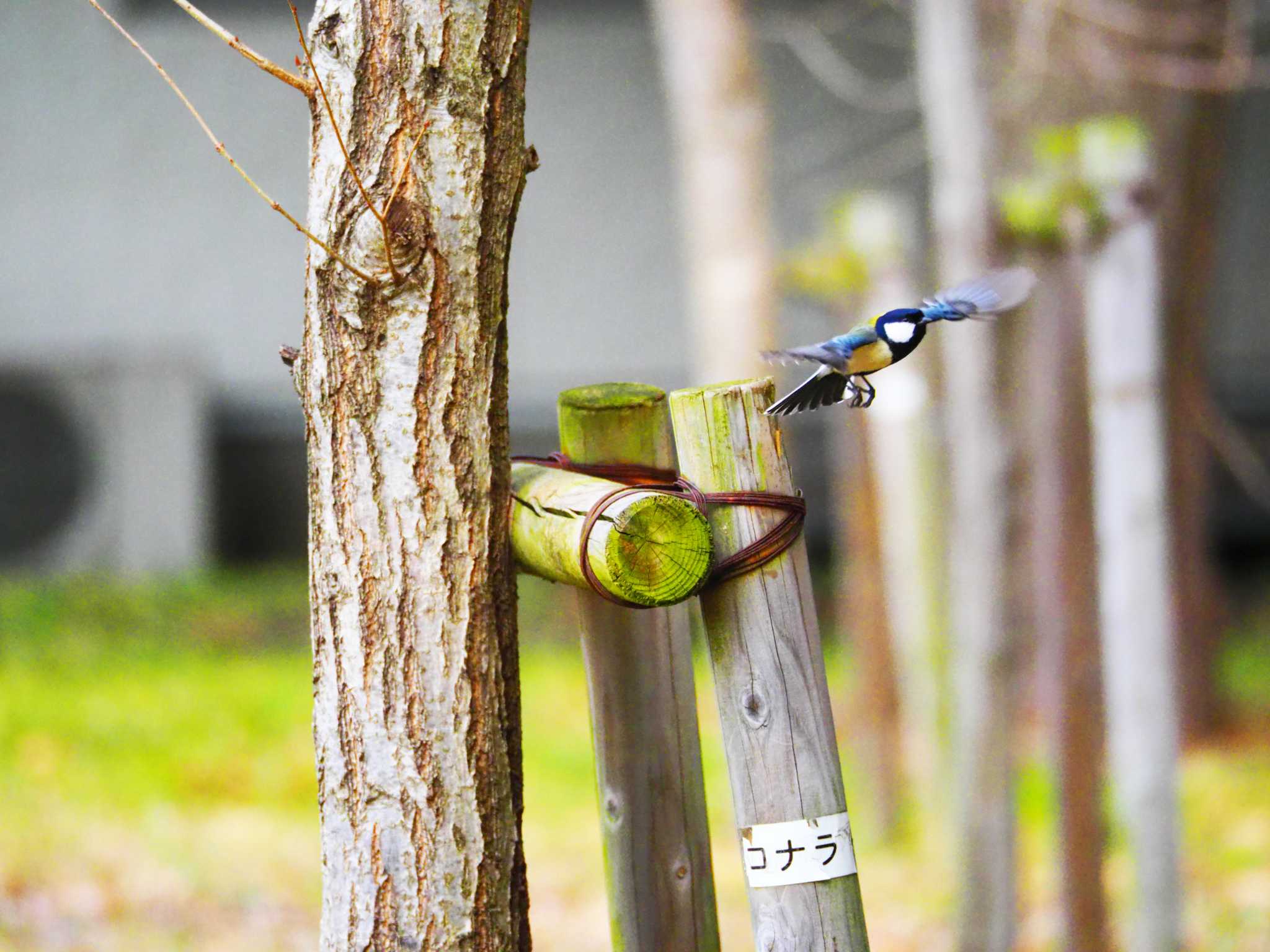 シジュウカラ