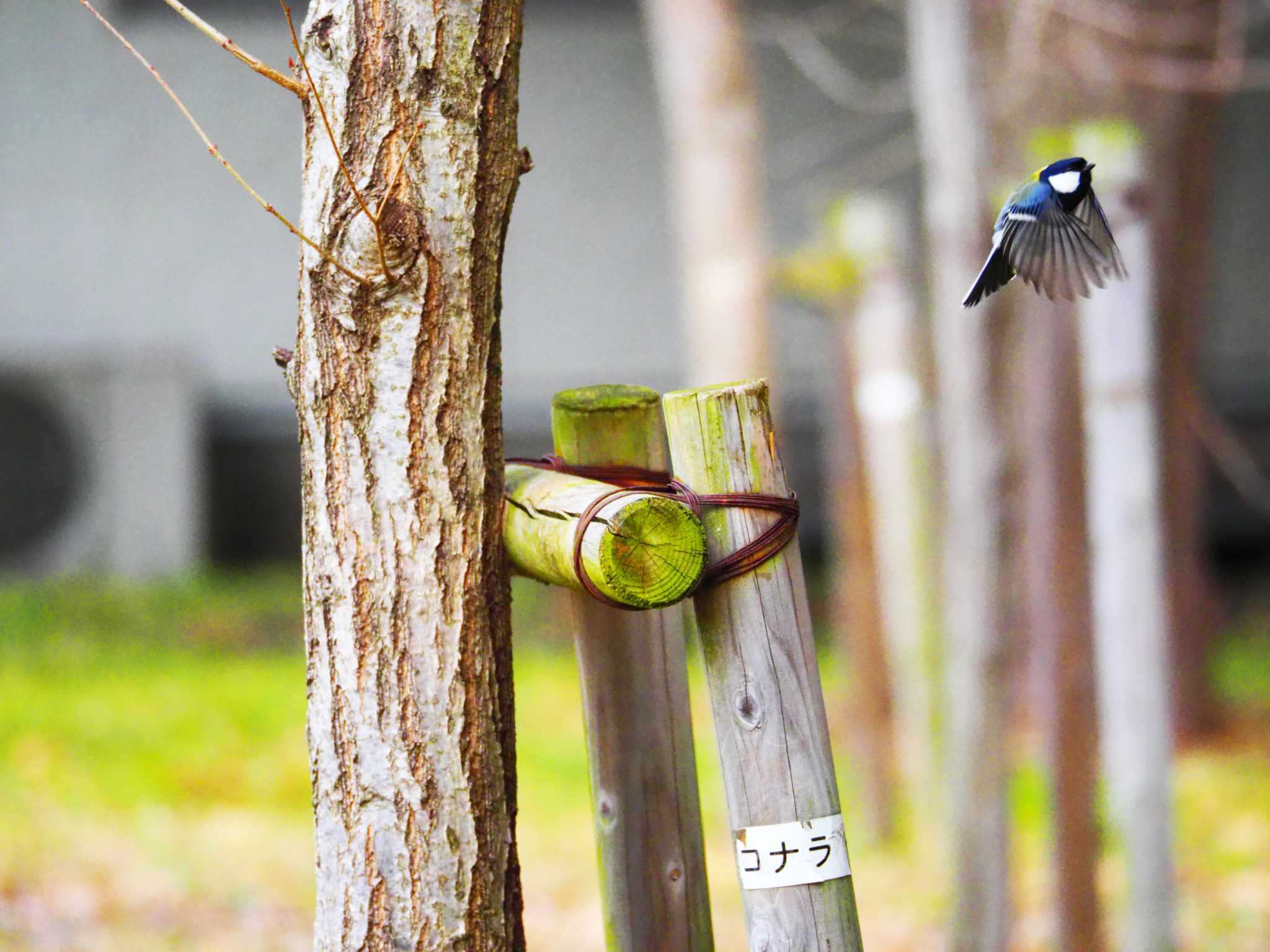 シジュウカラ